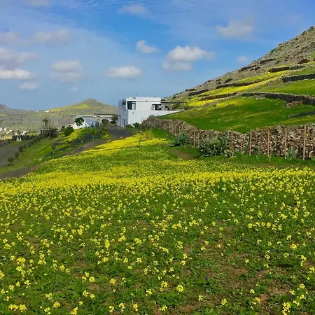 El Pedregal - Olivo Daire *